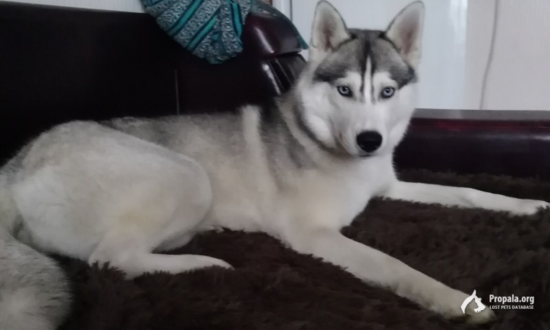 Пропала собака, породы Хаски.