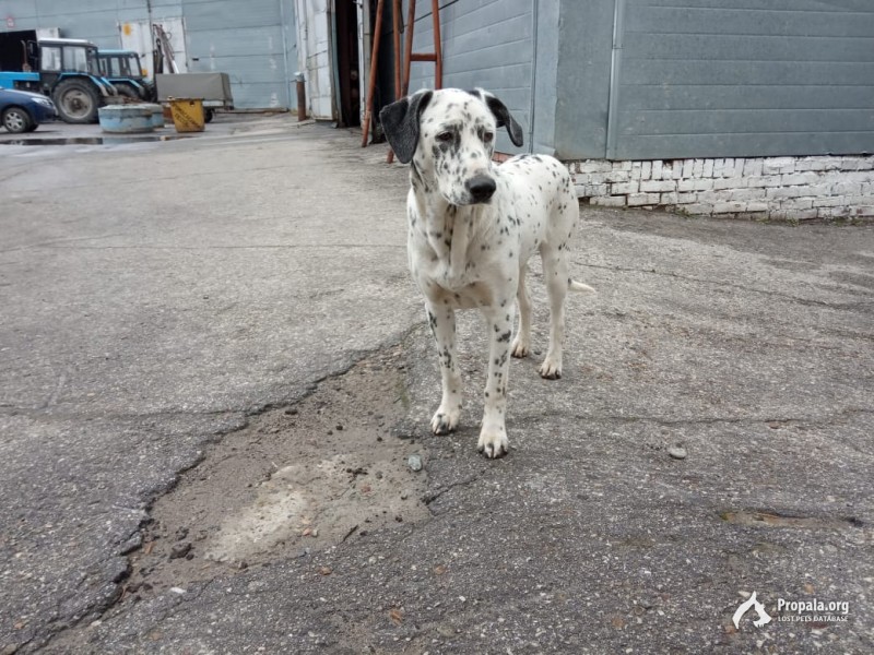 Потеряшка. Девочка долматин начало августа 2019 года