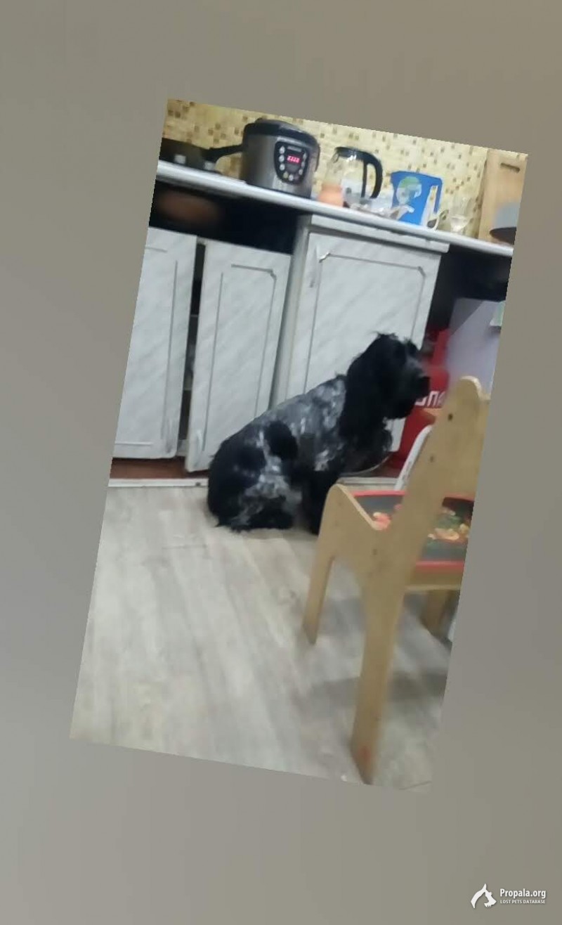 Потерялся русский спаниель, без ошейника.