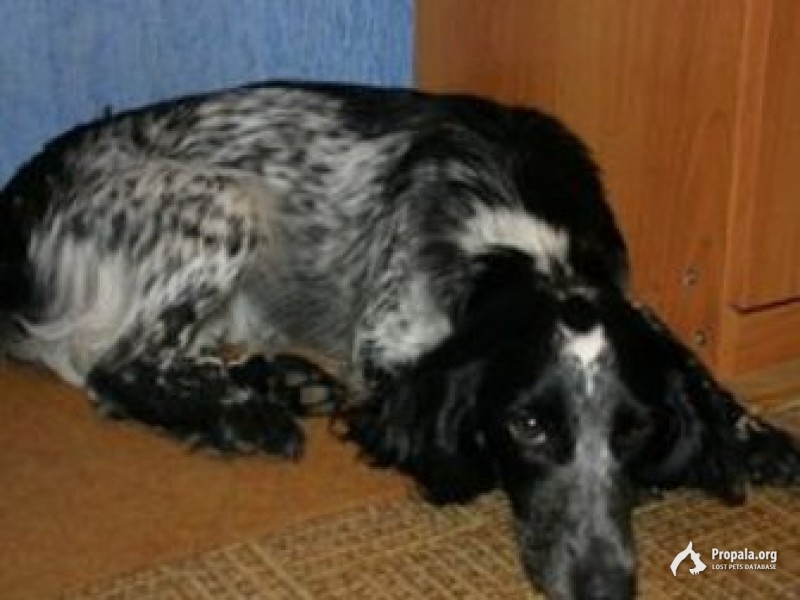 Пропала собака