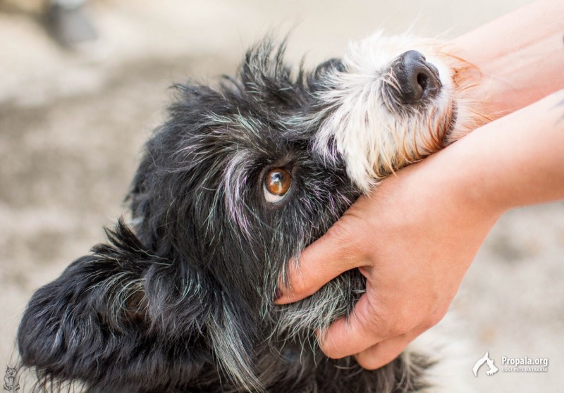 ПРОПАЛ ПЁС ЧЕРНЫЙ ПЯТНО БЕЛОЕ ОТ МОРДЫ ДО ГРУДКИ