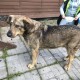 Найдена собака СНТ «Невская Дубровка» Дунай 