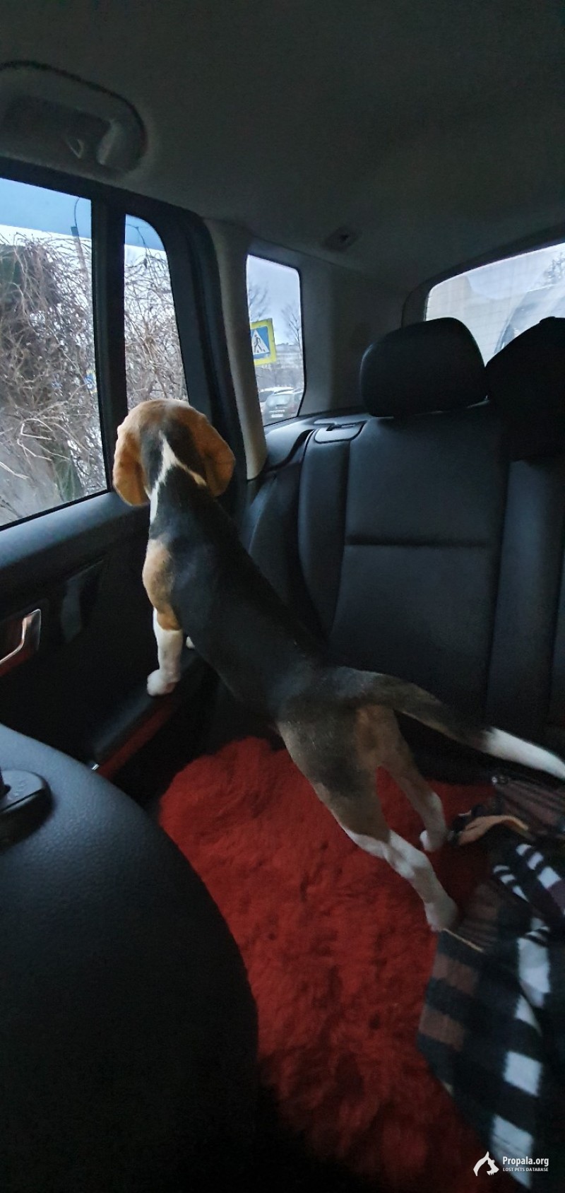 СПБ Выборгский район Пропала Девочка Щенок Бигль