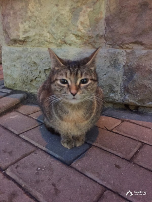 С 20 янв. вокруг рабочего здания ходит кошка потеряшка