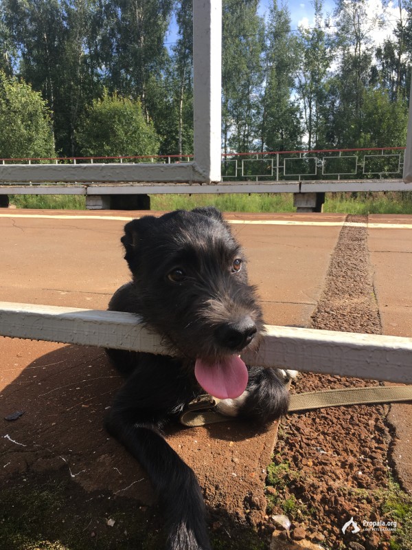 Найдена собака.