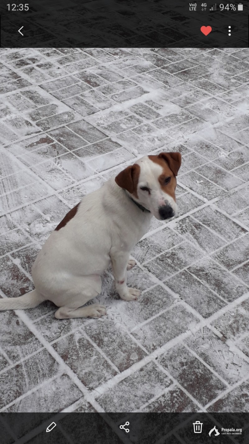 Пропала собака