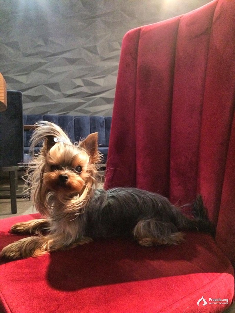 Пропал йоркширский терьер девочка