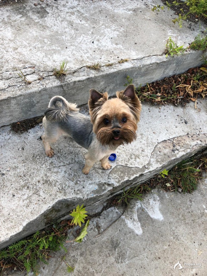 Помогите найти Йорка!