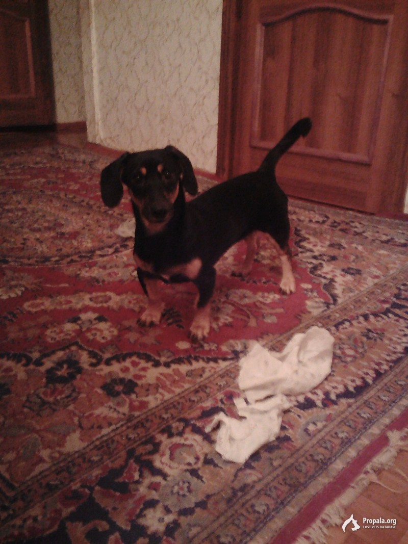 НАЙДИТЕ ПОЖАЛУЙСТА СОБАКУ