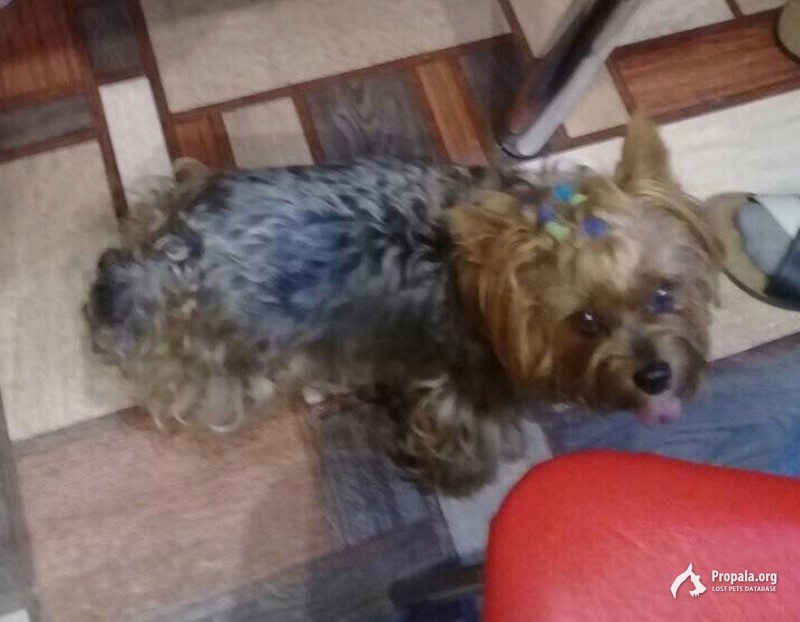 Пропала собака