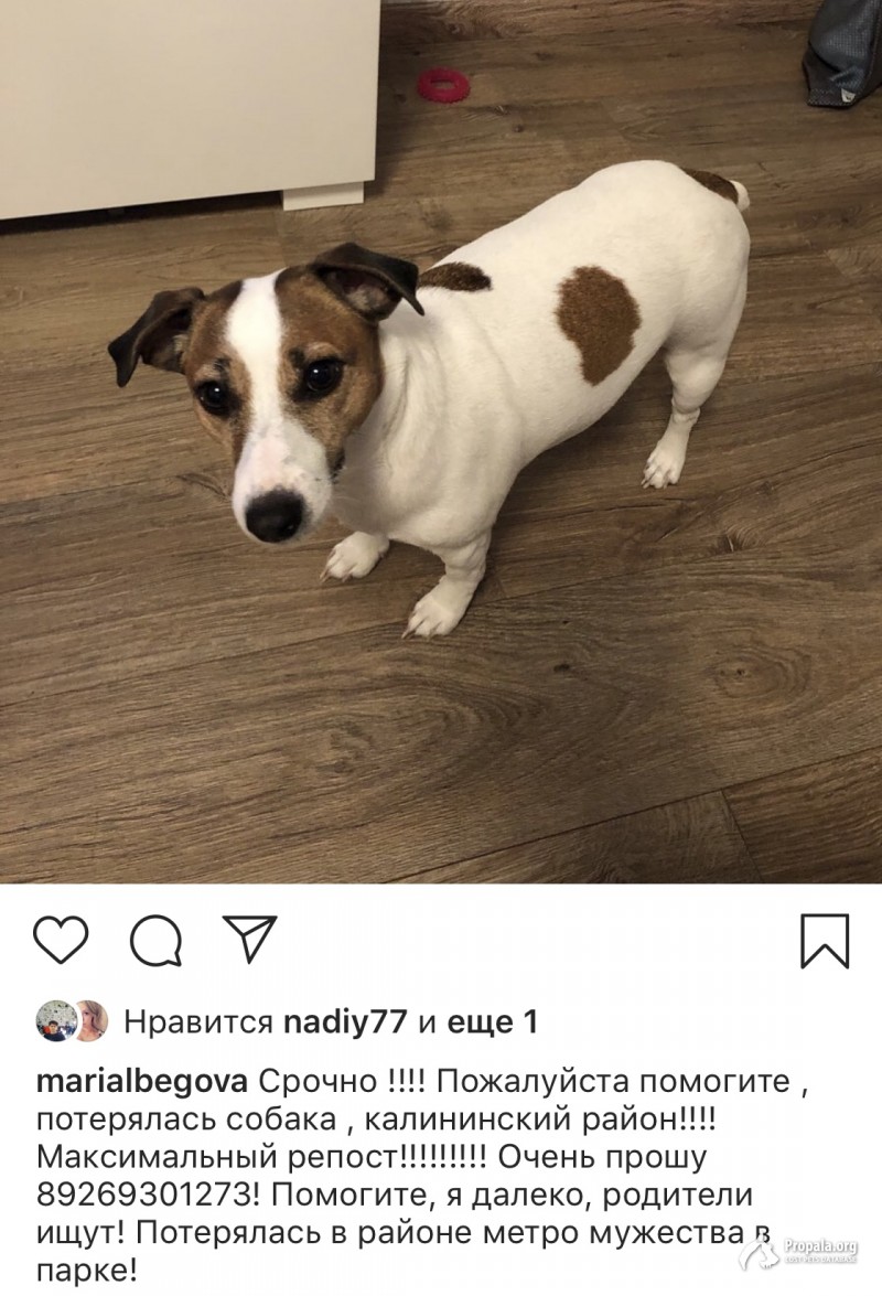 Потерялась Собака, спб,йон Метро площад мужества