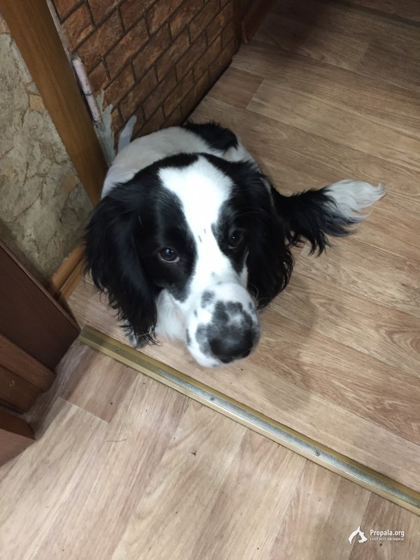 Пропала собака в ночь 31-01.01.2020!