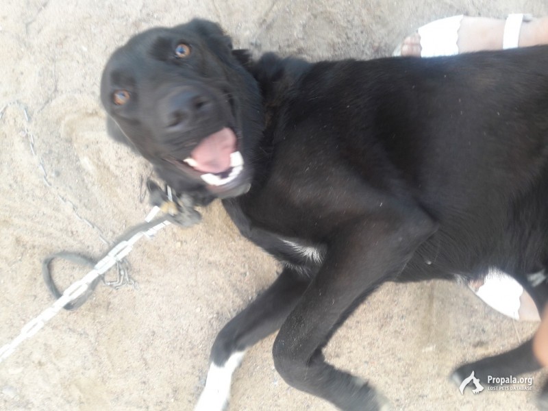 СПб, Пушкин. Найдена черная собака