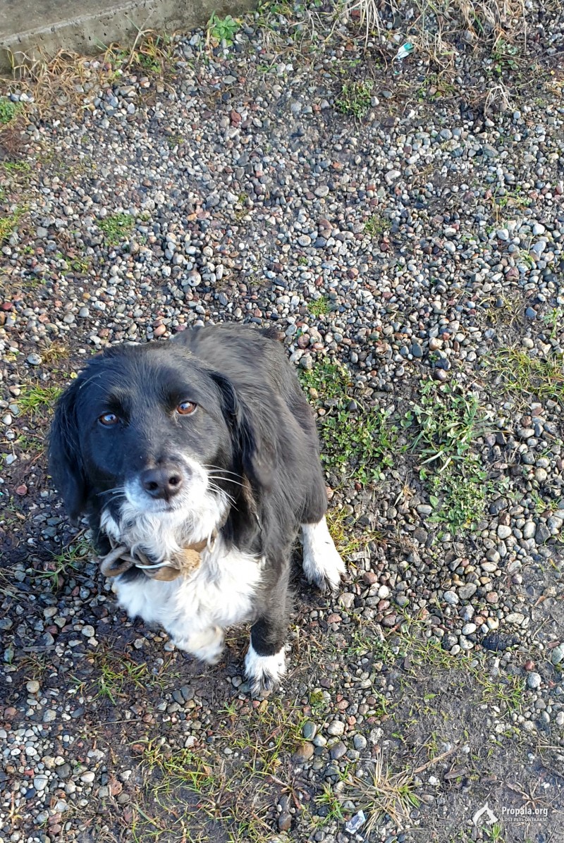 Собачка с обгразанным ошейником пытается войти в дом