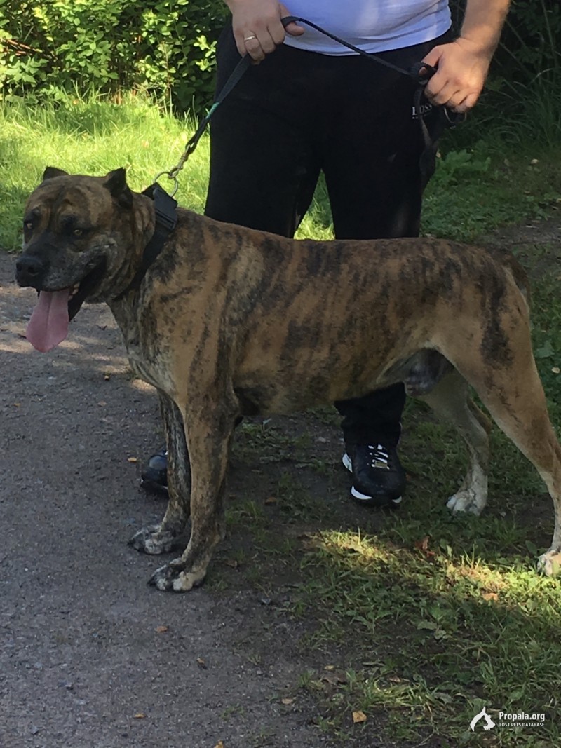 Пропал кабель Алано-Эспаньол в Белоострове