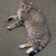 Найдена кошка в Чертаново Южном!