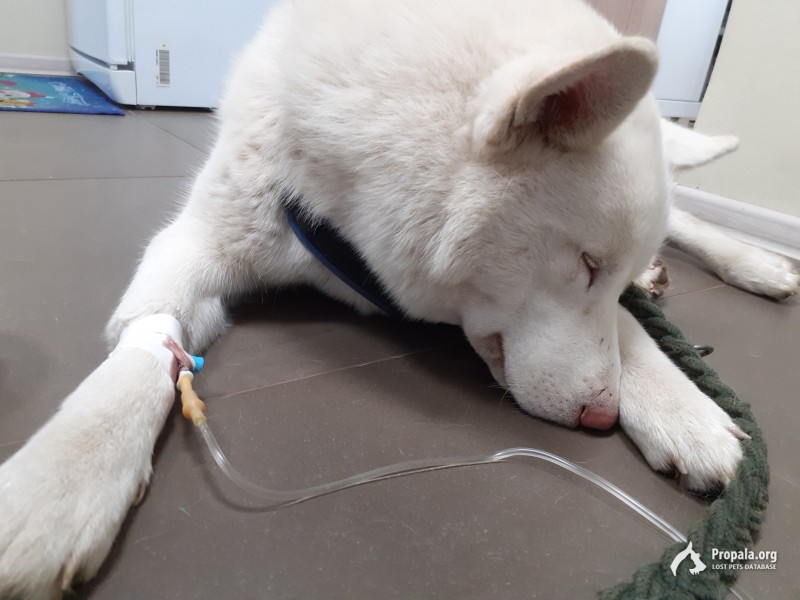 Пропала собака