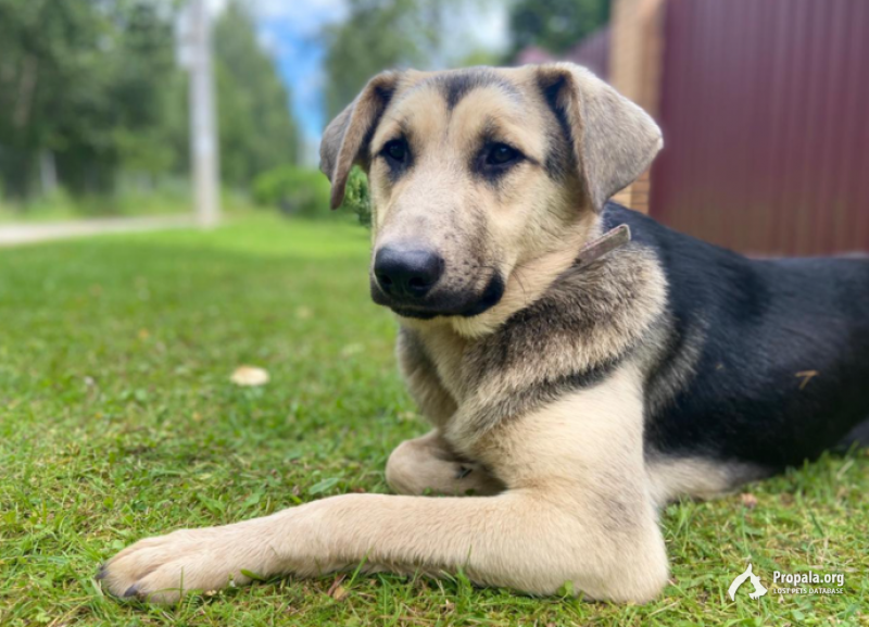 РОКСИ ИЩЕТ ДОМ