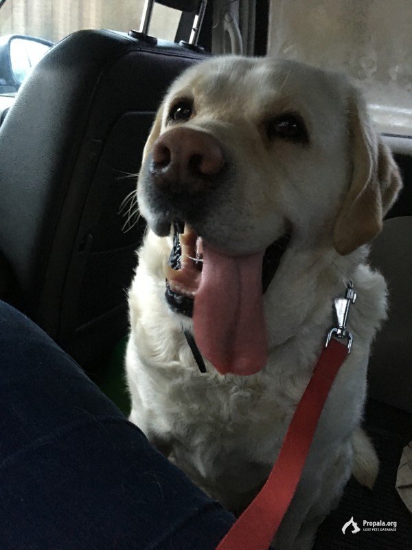 29.02 Пропала собака