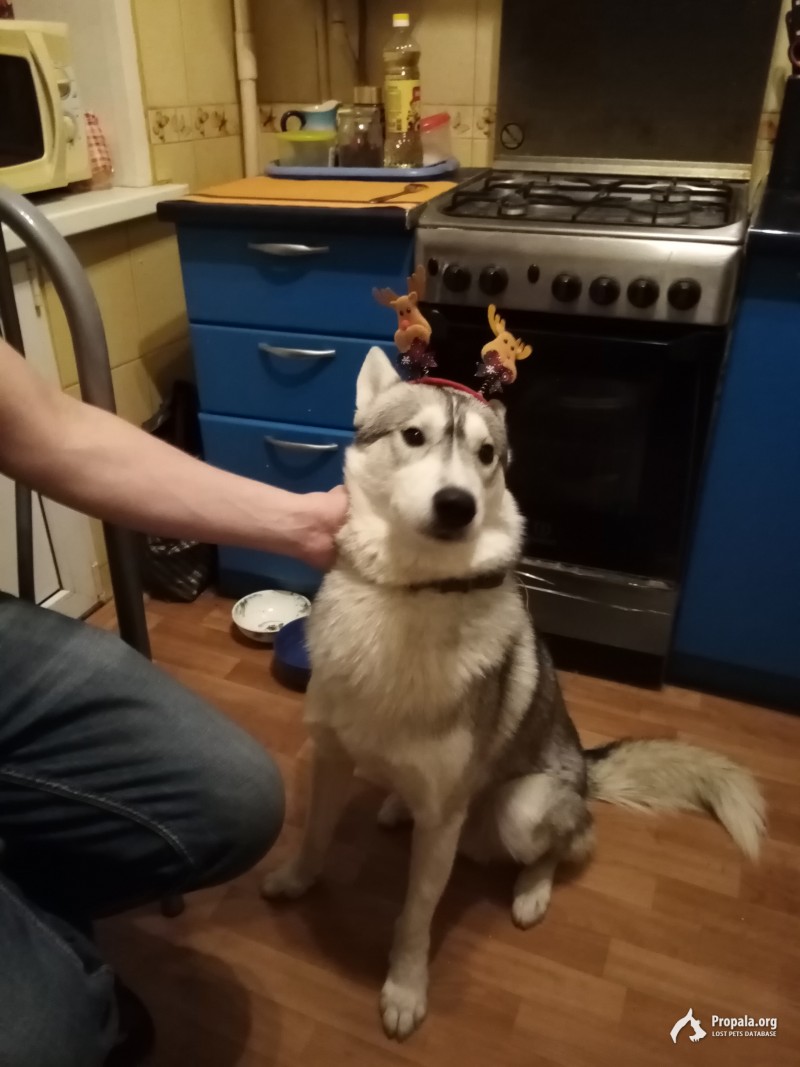 Пропала собака!!!