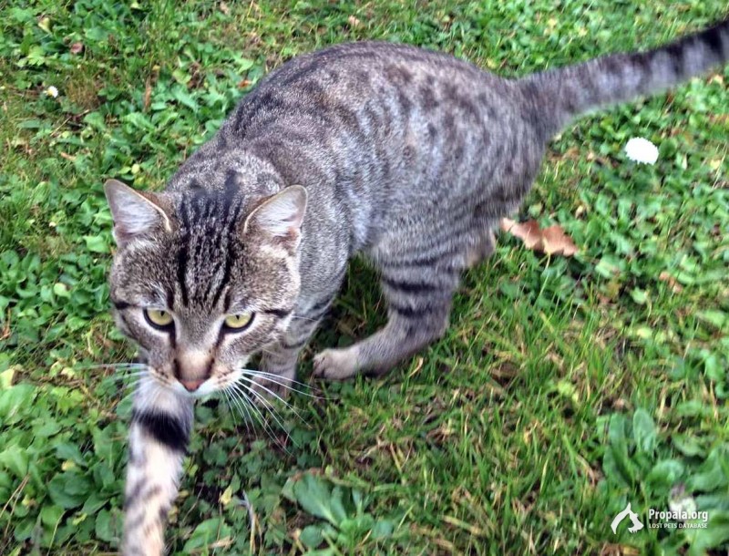 Пропал КОТ!