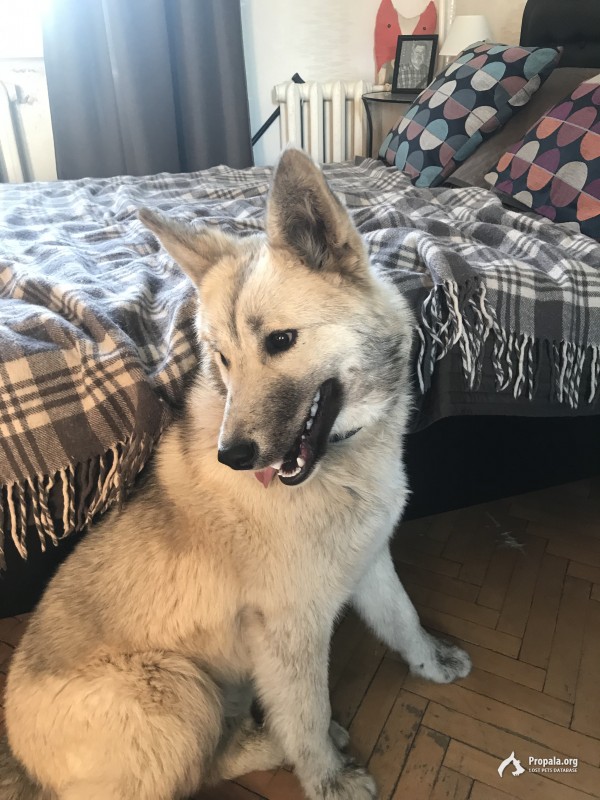 Найдена собака! Девочка, около 1 года