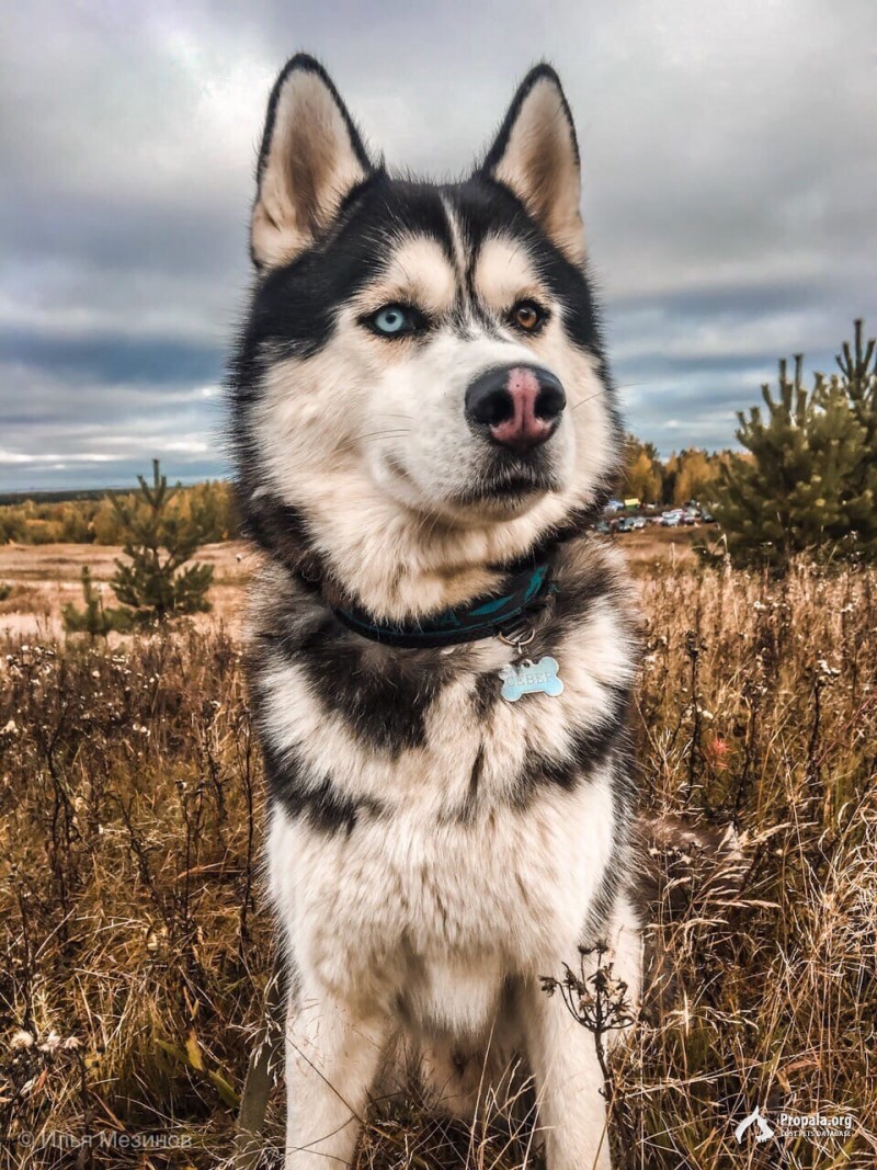 Потерялся хаски