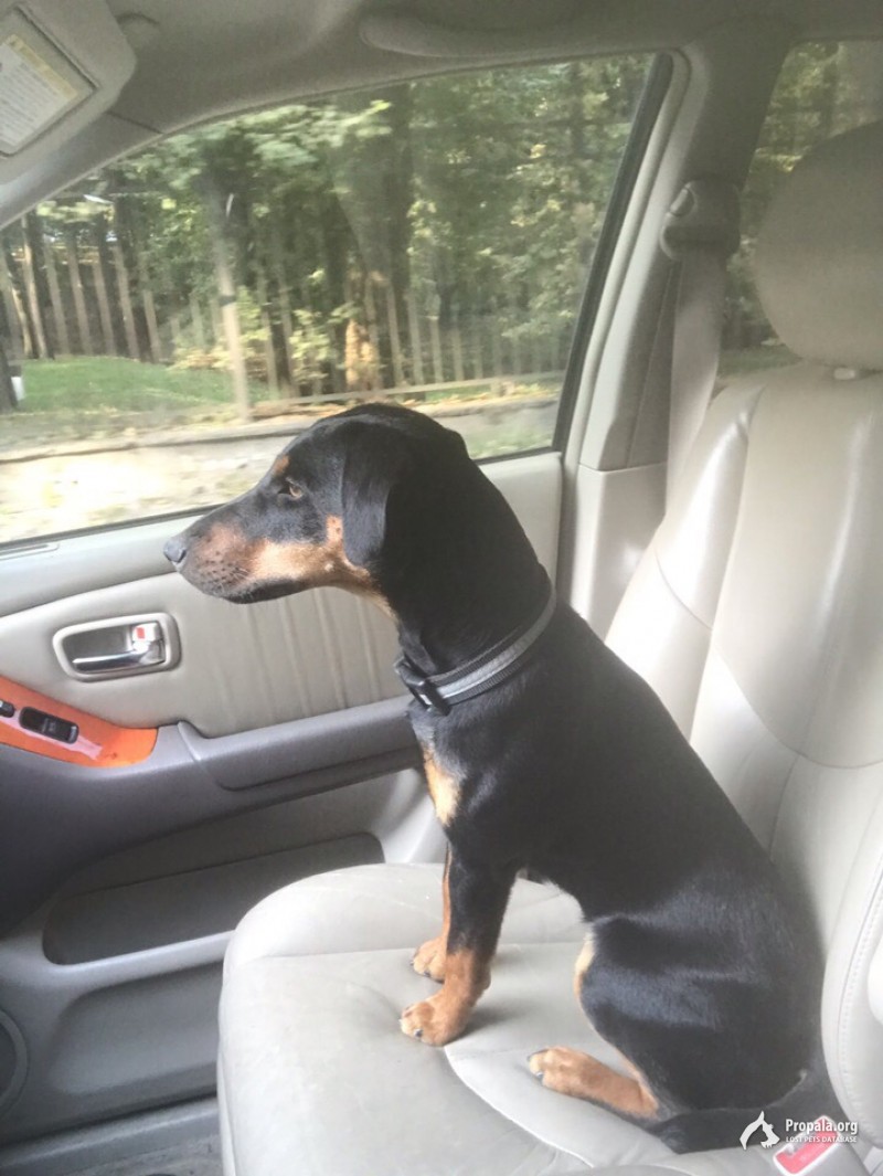 Потерялся ягдтерьер п. Доброе