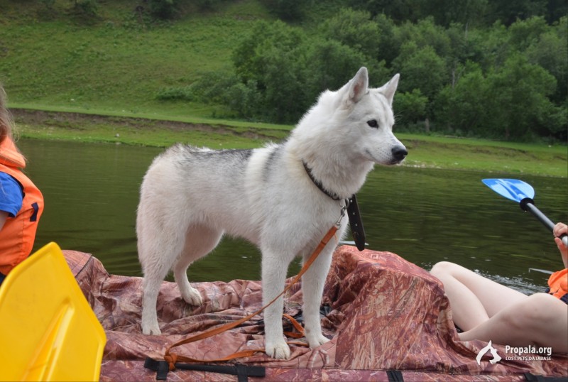 Пропала собака породы хаски
