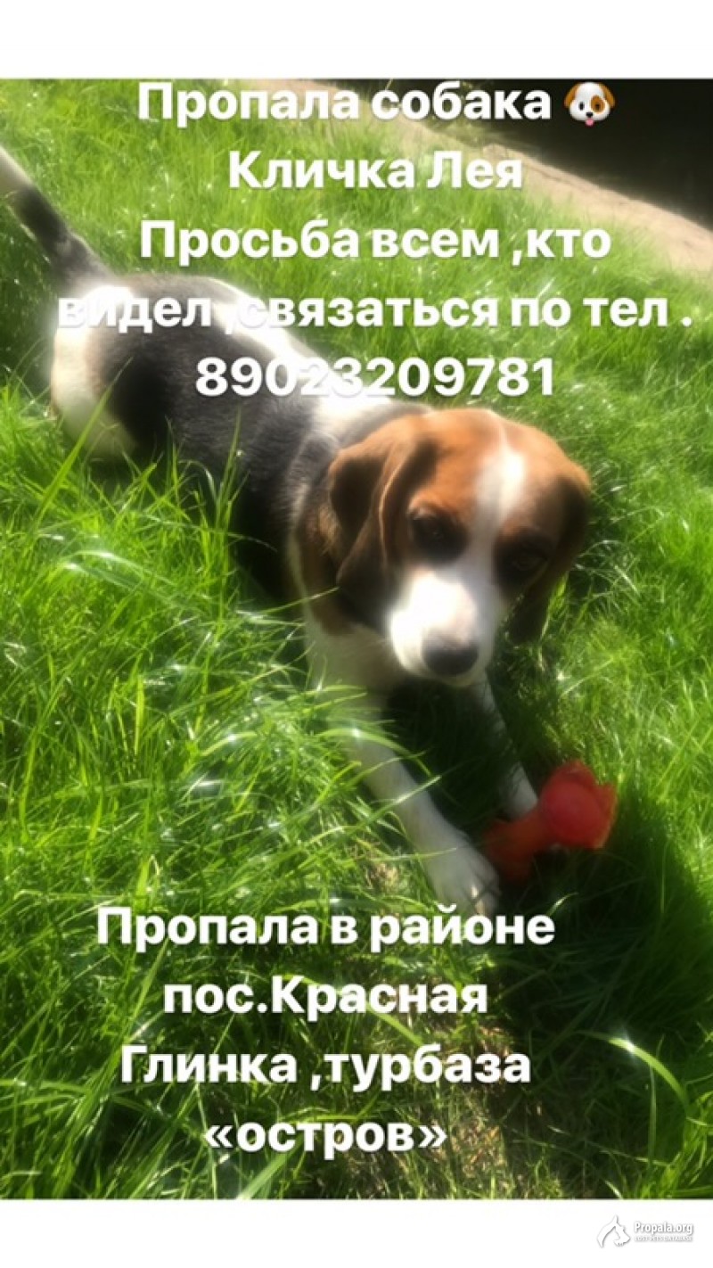 Пропал Бигль Самара, п.Красная глинка