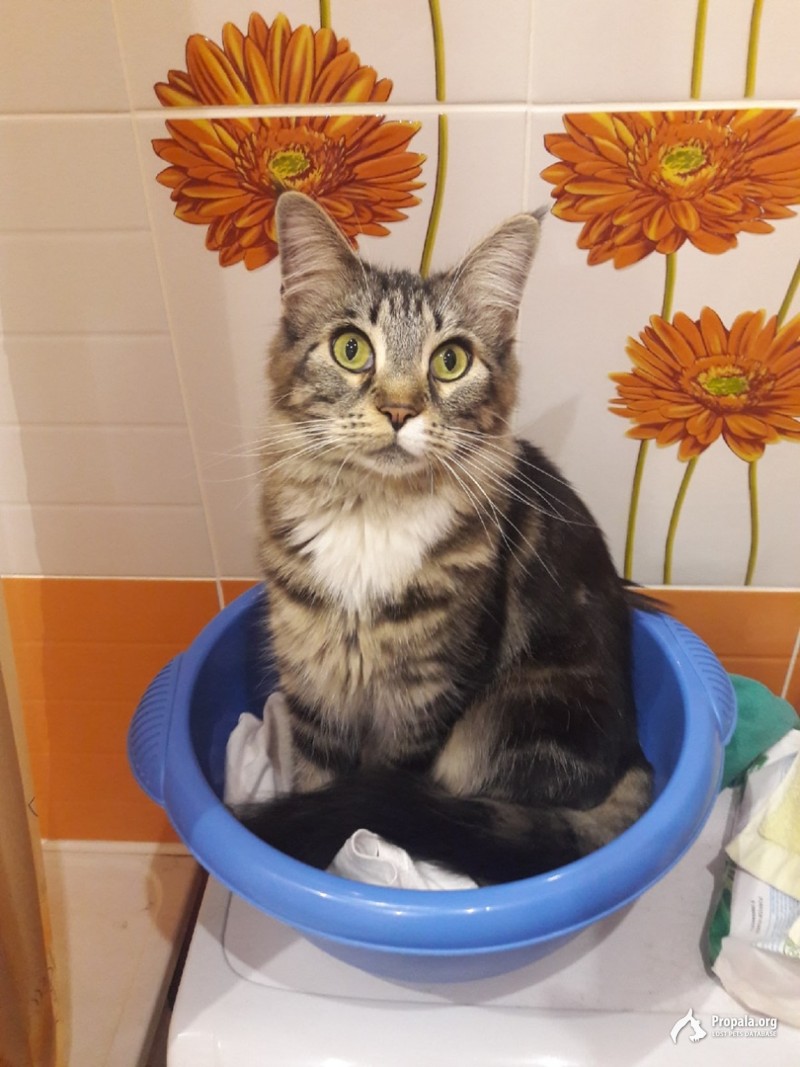 ПРОПАЛА КОШКА! 04.04.2020 ВЫПАЛА ИЗ ОКНА.