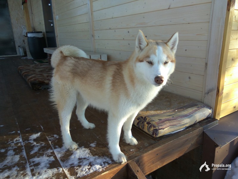 Пропала собака!!! Хаски, девочка.