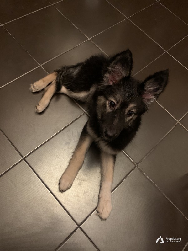 Найден щенок в ошейнике