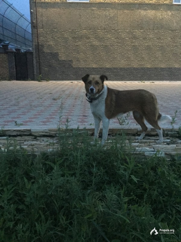 Найдена собака