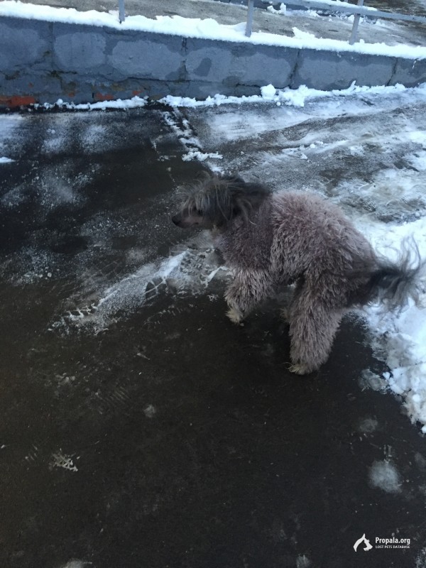 Найдена китайская хохлатая