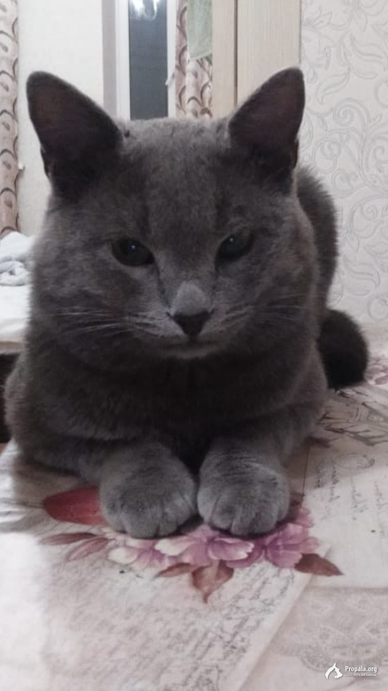 Помогите найти кота!!!