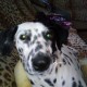 Пропала собака далматин