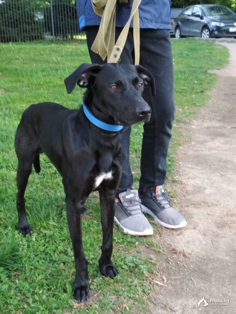 Пропал пёс. Рич.