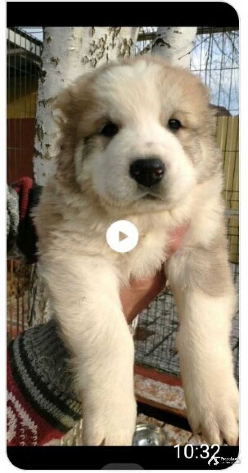 Пропала собака 21.01.2020