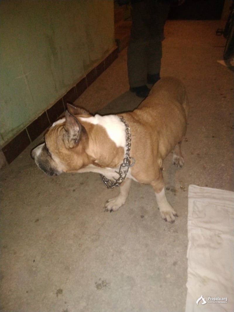 Найден кобель питбуля рыже белого окраса