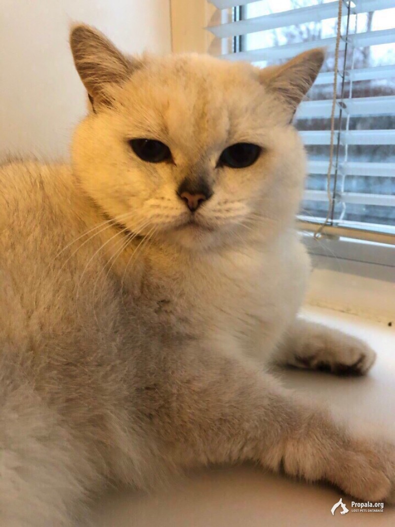 Пропал наш любимый кот!!!! Помогите умоляю ❗❗❗❗❗❗