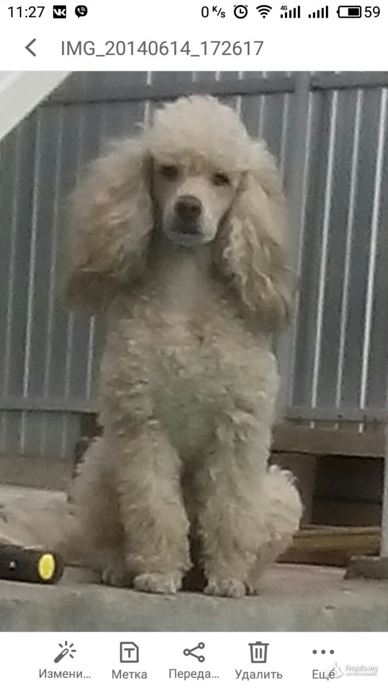 Пропала собака в Самаре!!!