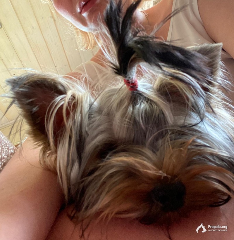 Помогите вернуть питомца