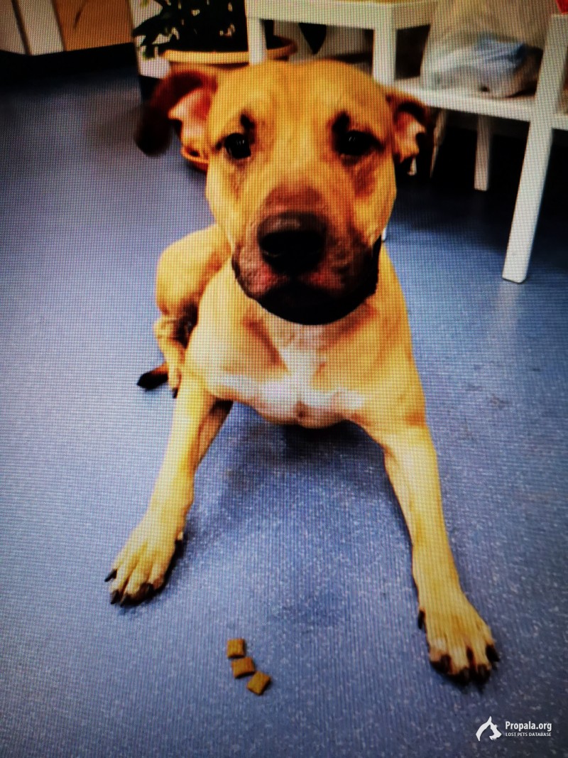 Хозяин отзовись. Найден рыжий мальчик.