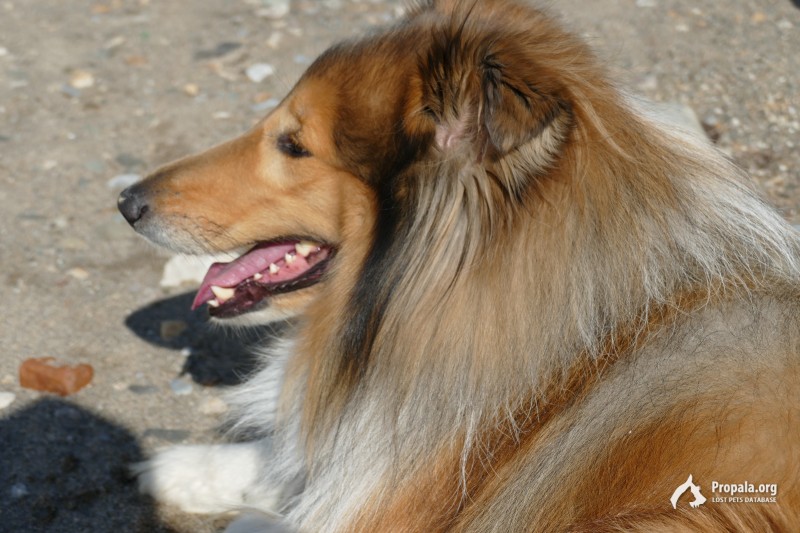 Помогите найти собаку!