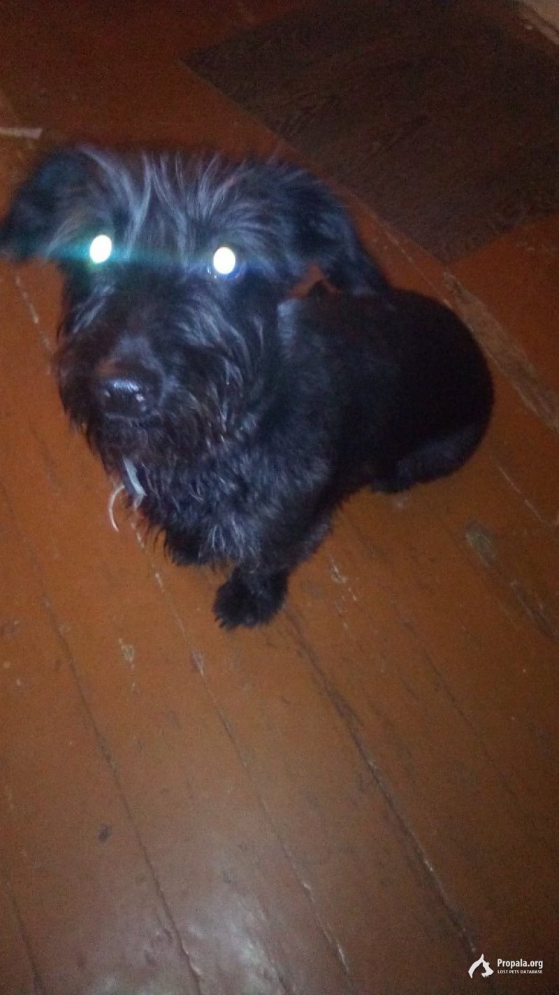 Пропала собака!!!