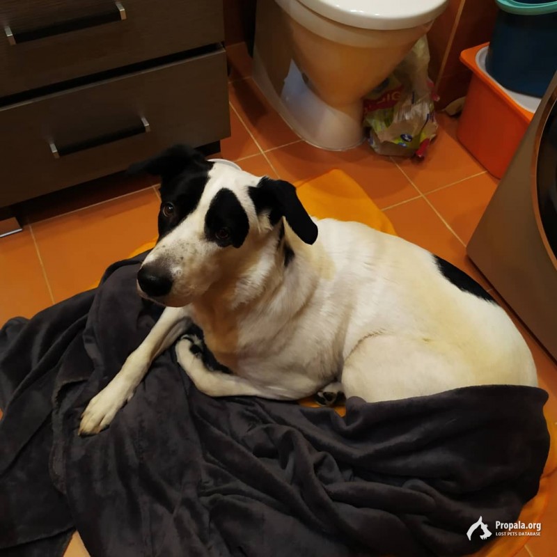 Собака-умница в добрые руки