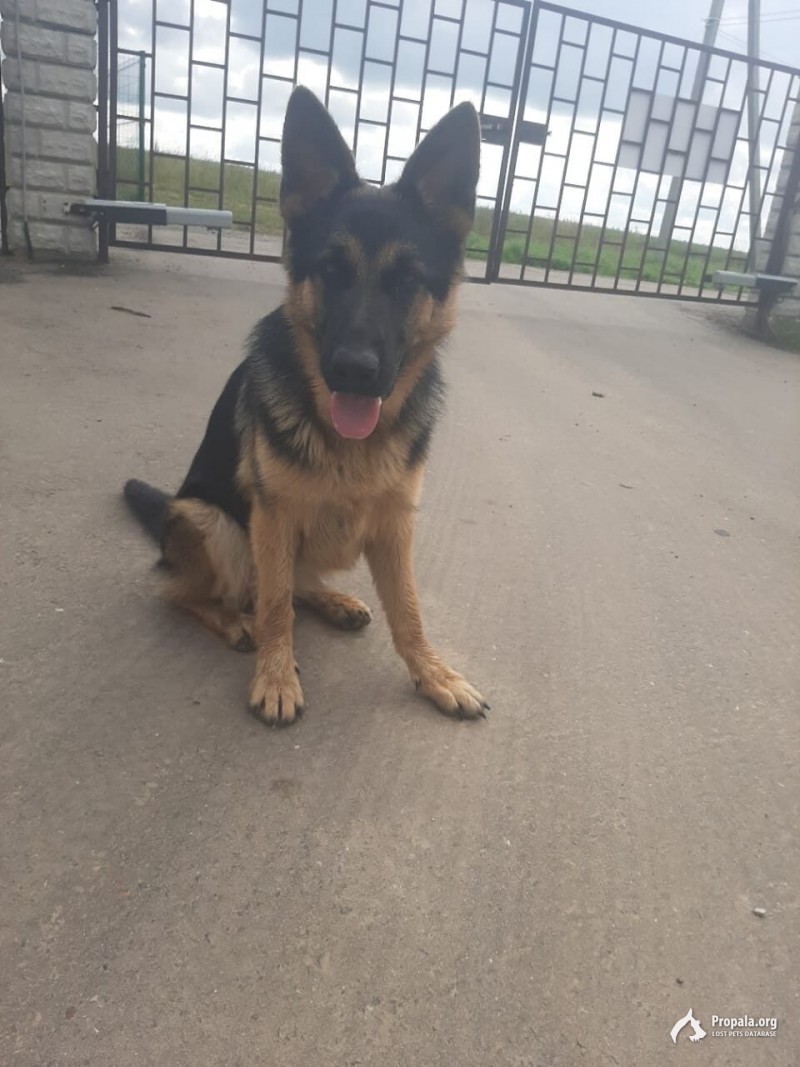 Пропала собака