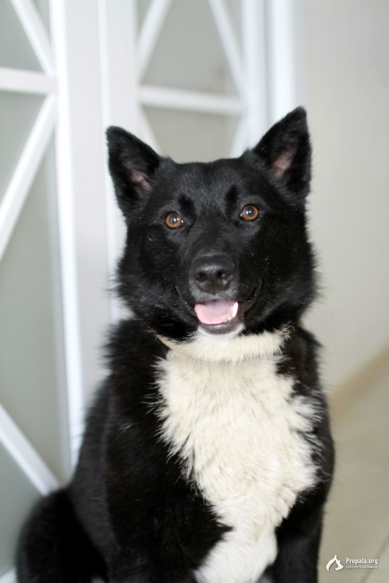 Добрая и ласковая девочка Акира ищет дом! 1,5 года