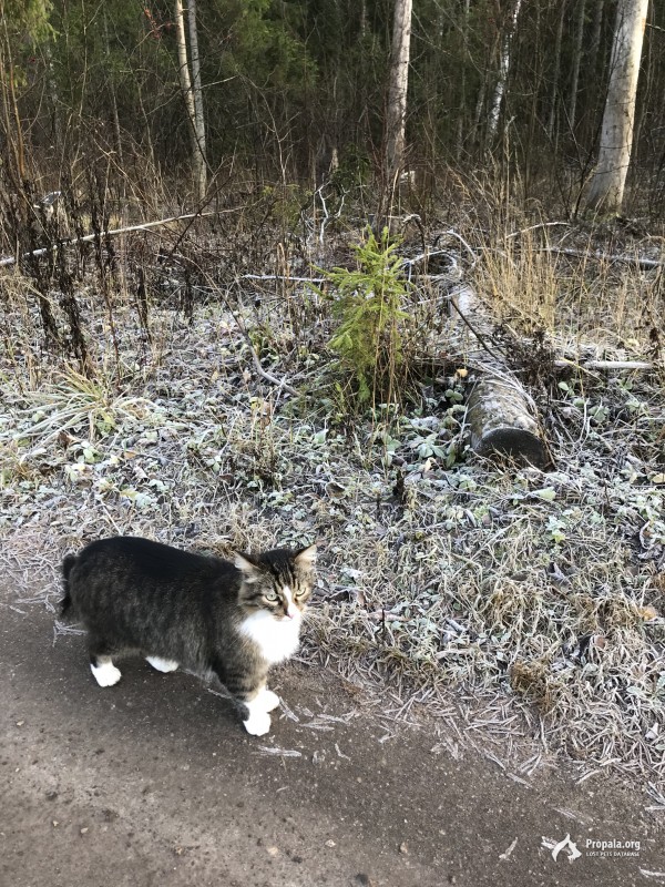 Потерялся кот!!СНТ Лесная Поляна